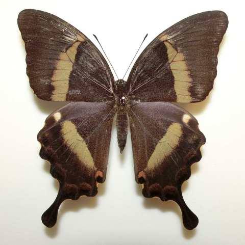 Papilio daedalus (aberration, marinduque is. philippines) (Internet Image property of respective owner, non-commercial use only)
